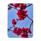 Chaenomeles speciosa magneet (Verticaal)
