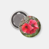 Chaenomeles speciosa magneet (Voorkant / Achterkant)