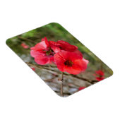 Chaenomeles speciosa magneet (Rechterzijde)