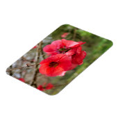 Chaenomeles speciosa magneet (Linkerzijde)