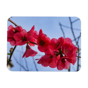 Chaenomeles speciosa magneet
