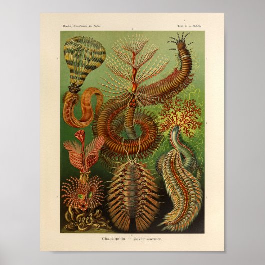  Chaetopoda Color Ernst Haeckel Art Print (Voorkant)