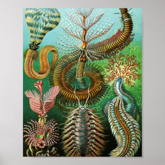 Chaetopoda illustratie van Ernst Haeckel Poster (Voorkant)