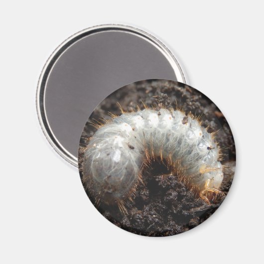 Chafer Larva Magnet (Voorkant / Achterkant)