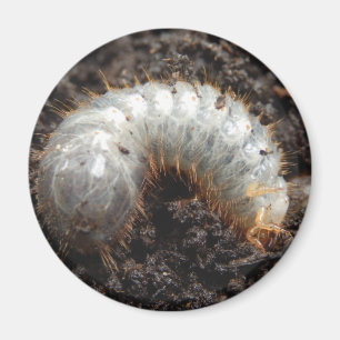 Chafer Larva Magnet