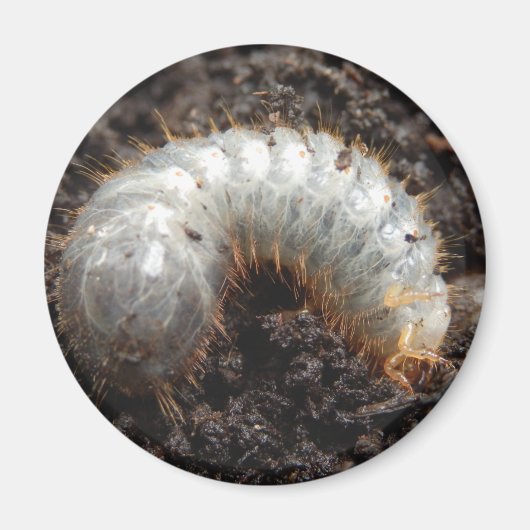 Chafer Larva Magnet (Voorkant)