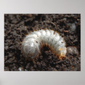 Chafer Larva Poster (Voorkant)