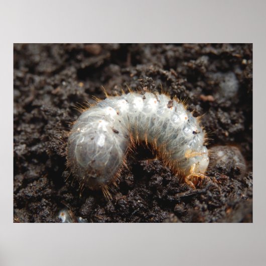 Chafer Larva Poster (Voorkant)