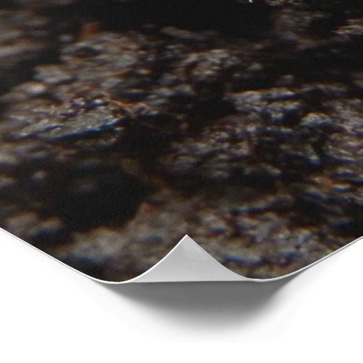 Chafer Larva Poster (Hoek)