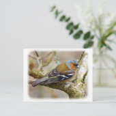 Chaffinch 8R84D-22 Briefkaart (Staand voorkant)