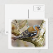 Chaffinch 8R84D-22 Briefkaart (Voorkant / Achterkant)