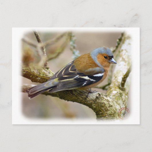 Chaffinch 8R84D-22 Briefkaart (Voorkant)