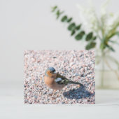 Chaffinch Briefkaart (Staand voorkant)