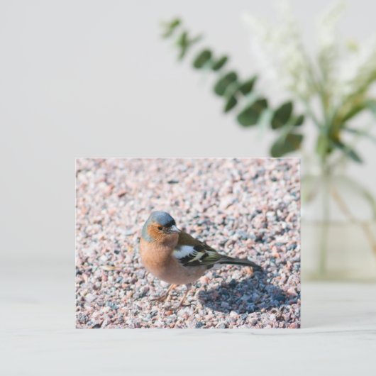 Chaffinch Briefkaart (Staand voorkant)