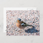 Chaffinch Briefkaart (Voorkant / Achterkant)
