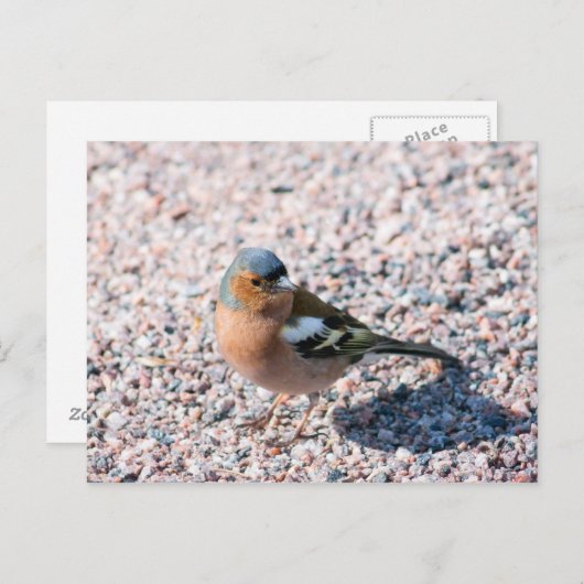 Chaffinch Briefkaart (Voorkant / Achterkant)