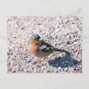 Chaffinch Briefkaart