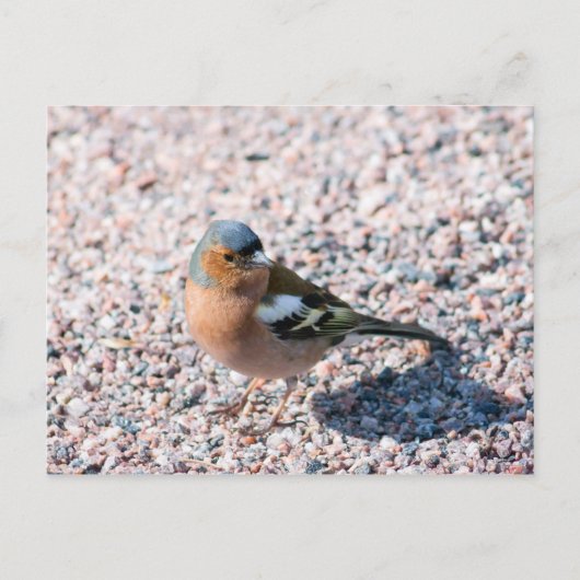 Chaffinch Briefkaart (Voorkant)