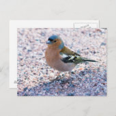Chaffinch Briefkaart (Voorkant / Achterkant)