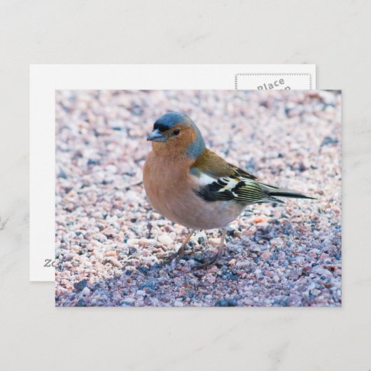Chaffinch Briefkaart (Voorkant / Achterkant)