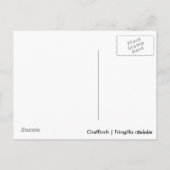 Chaffinch Briefkaart (Achterkant)