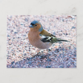 Chaffinch Briefkaart