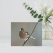Chaffinch - briefkaart (Staand voorkant)