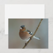 Chaffinch - briefkaart (Voorkant / Achterkant)