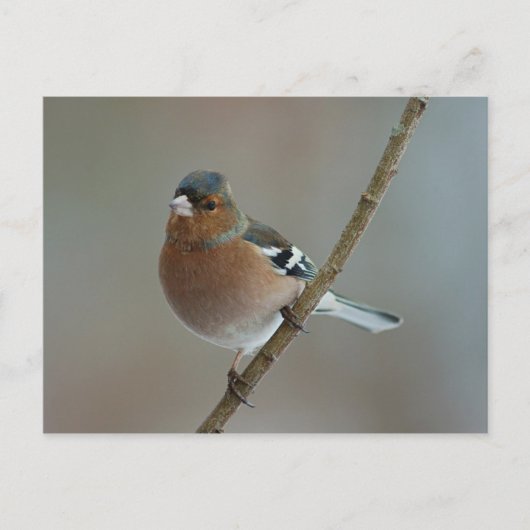 Chaffinch - briefkaart (Voorkant)