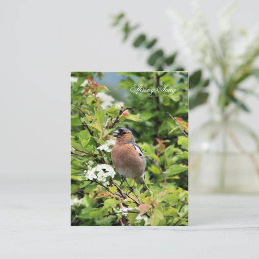 CHAFFINCH BRIEFKAART (Staand voorkant)