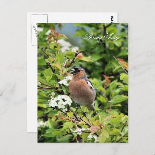CHAFFINCH BRIEFKAART (Voorkant / Achterkant)