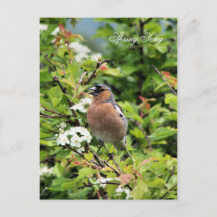 CHAFFINCH BRIEFKAART