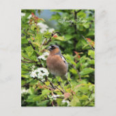 CHAFFINCH BRIEFKAART (Voorkant)