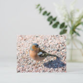 Chaffinch Briefkaart (Staand voorkant)