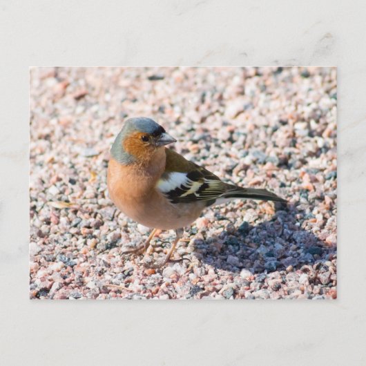 Chaffinch Briefkaart (Voorkant)