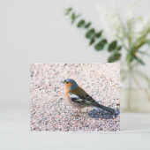 Chaffinch Briefkaart (Staand voorkant)
