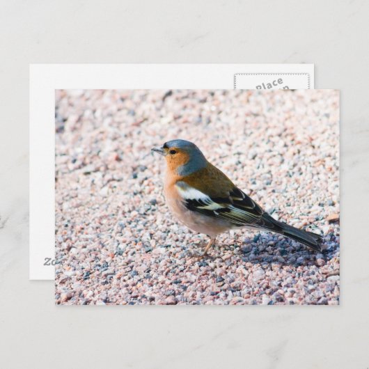 Chaffinch Briefkaart (Voorkant / Achterkant)