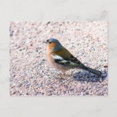 Chaffinch Briefkaart (Voorkant)