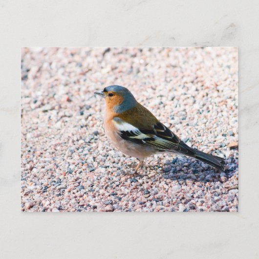 Chaffinch Briefkaart (Voorkant)