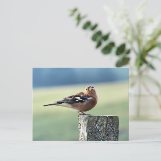 CHAFFINCH BRIEFKAART (Staand voorkant)