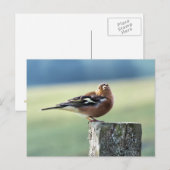 CHAFFINCH BRIEFKAART (Voorkant / Achterkant)