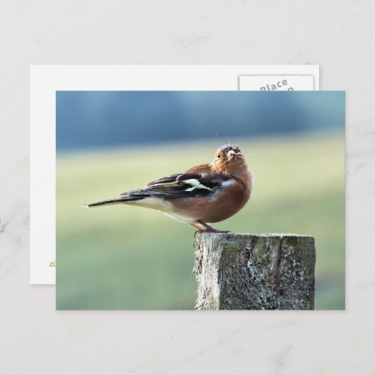 CHAFFINCH BRIEFKAART (Voorkant / Achterkant)
