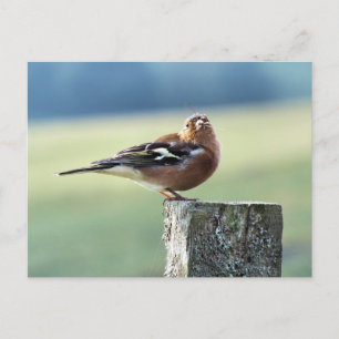 CHAFFINCH BRIEFKAART