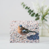 Chaffinch Briefkaart (Staand voorkant)