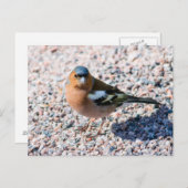 Chaffinch Briefkaart (Voorkant / Achterkant)