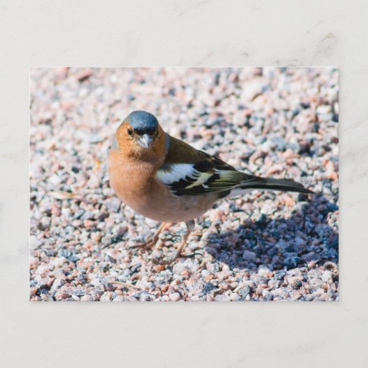 Chaffinch Briefkaart (Voorkant)