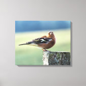 CHAFFINCH CANVAS AFDRUK (Voorkant)