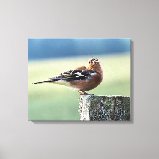 CHAFFINCH CANVAS AFDRUK (Voorkant)