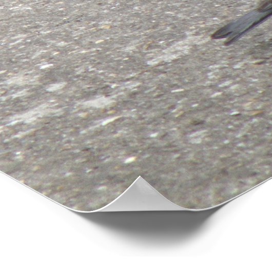 Chaffinch Chick laat fed afdrukken Poster (Hoek)