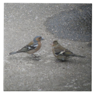 Chaffinch Feed Ik Tile Tegeltje